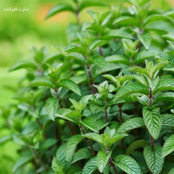 نعناع در سبزی های معطر