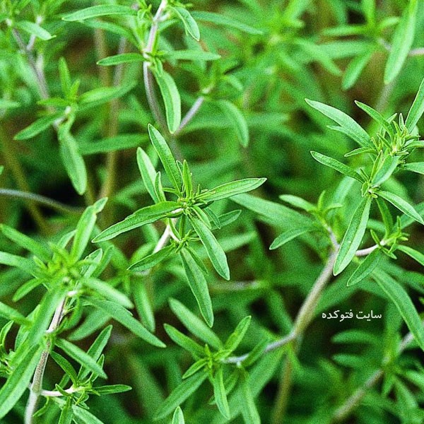مرزه در سبزی خوردن معطر
