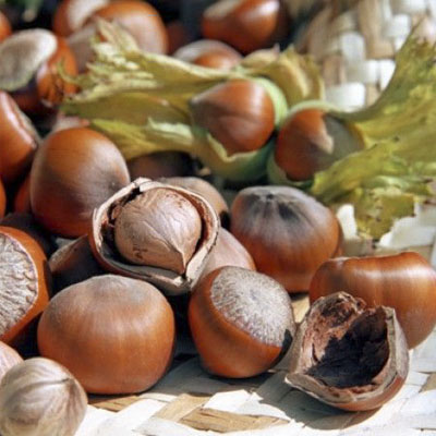 تورم بی دلیل لب و درمان با چوب فندق