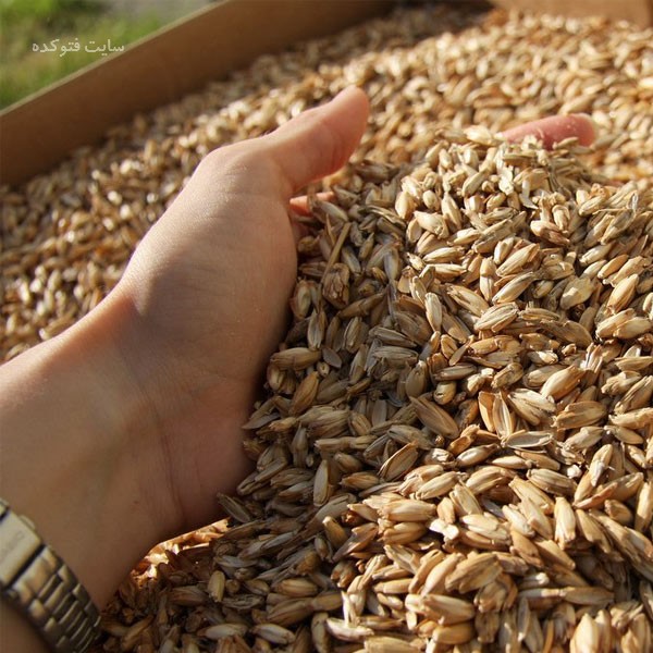 به جای برنج سفید چه غذاهایی می توانیم بخوریم