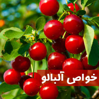خواص آلبالو + ۲۶ خاصیت آلبالو برای پوست و مو کبد بارداری
