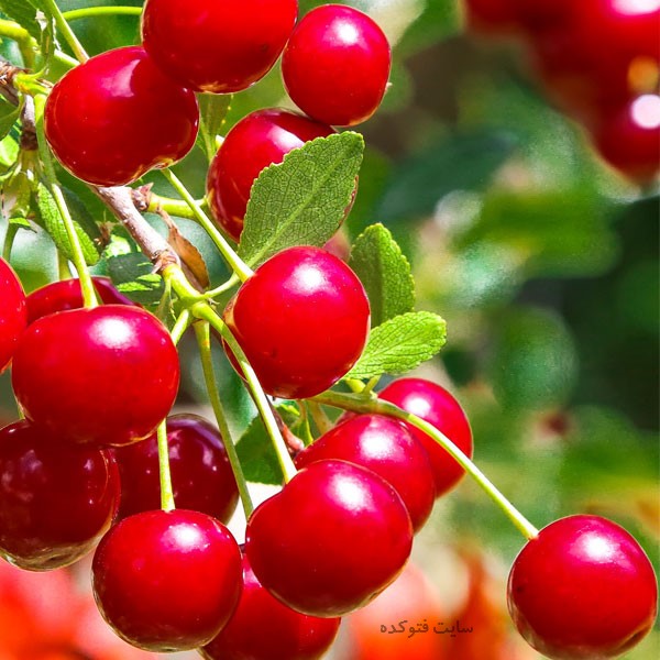 خواص آلبالو برای پوست و مو و بارداری و جنین چیست
