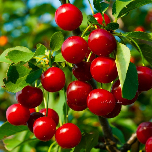 خاصیت آلبالو برای دیابت کبد چرب شیردهی و کم خونی