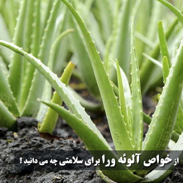 خاصیت آلوئه ورا برای پوست، لاغری