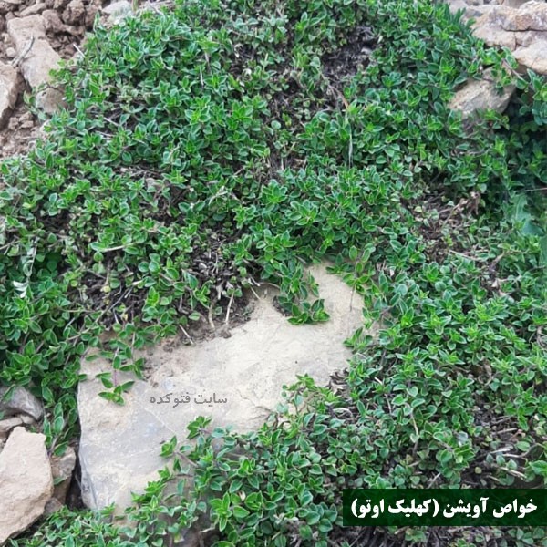 خاصیت آویشن برای مردان سرماخوردگی و زنان و موها