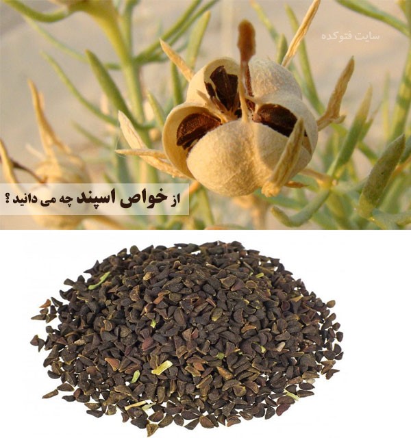 خواص اسپند در طب سنتی