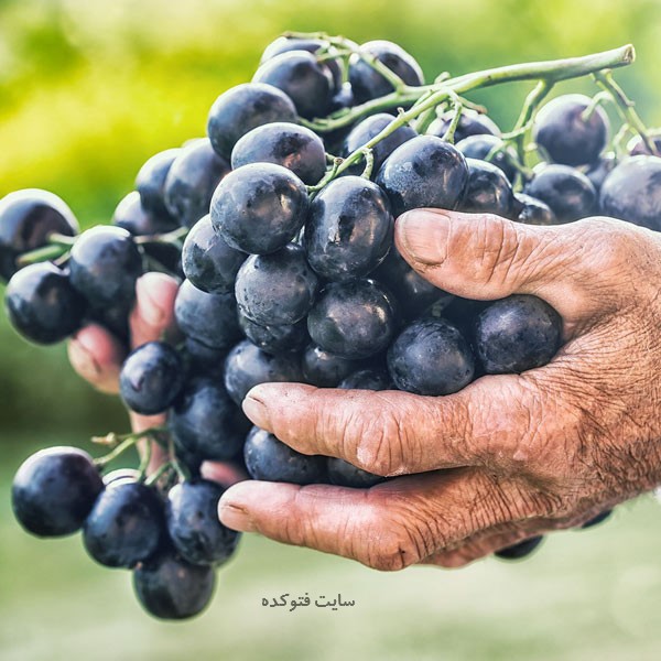 فواید و مضرات انگور سیاه