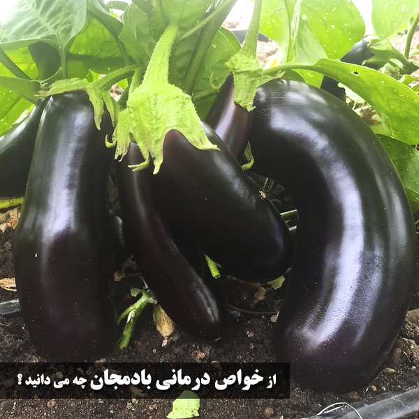 خاصیت بادمجان سیاه برای سلامتی