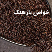 خواص بارهنگ + ۲۲ خاصیت بارهنگ برای لاغری تا معده