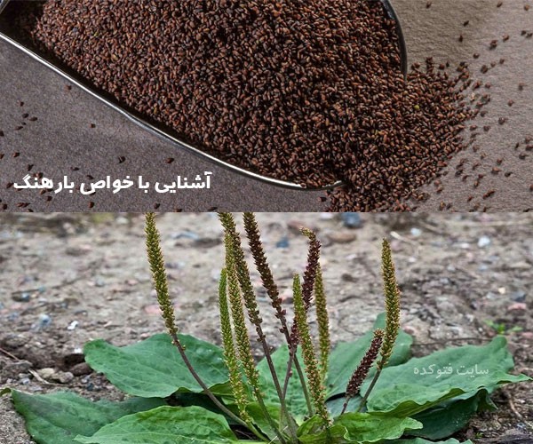 خواص بارهنگ برای لاغری کاهش وزن معده و قاعدگی زنان
