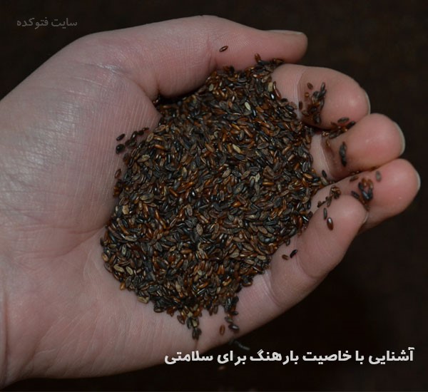 خاصیت بارهنگ برای سرماخوردگی گوارشو سرطان و دندان درد