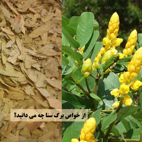 خاصیت برگ سنا برای پوست و لاغری