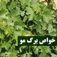 خواص برگ مو + ۲۹ خاصیت برگ انگور برای سلامتی