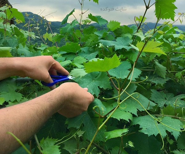 خاصیت برگ مو برای معده و پوست