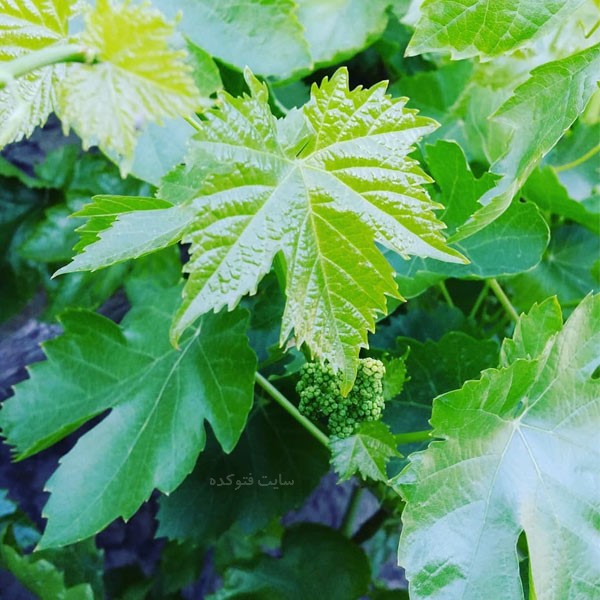 خواص برگ انگور برای معده گوارش کلیه و در بارداری