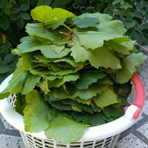 برگ مو چیست و چه خواصی دارد