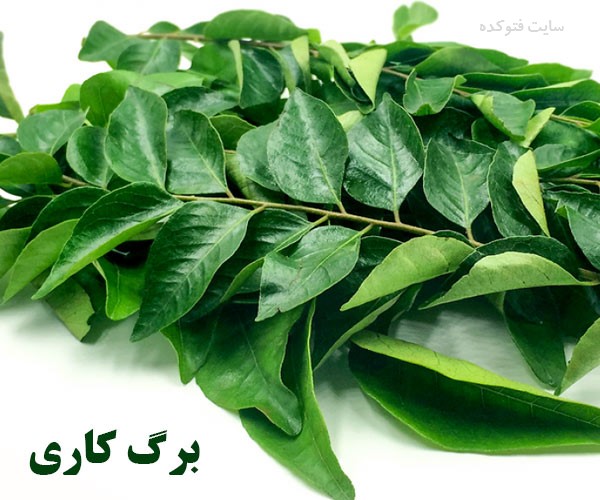 خاصیت برگ کاری برای مو تا وزن