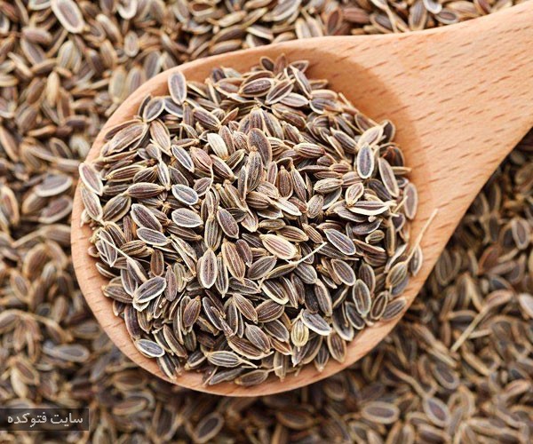 خواص تخم شوید برای سلامتی بدن و درمان استفراغ و یبوست و افزایش شیر مادر