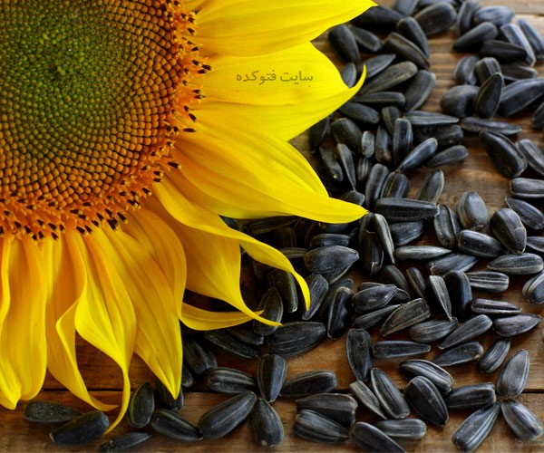 خاصیت تخمه آفتابگردان برای کاهش وزن و لاعری