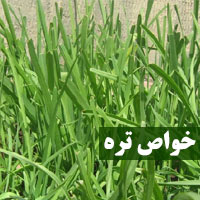 خواص تره + ۲۲ خاصیت تره برای سلامتی و بدن چیست