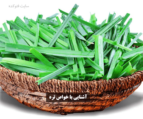 خاصیت تره برای طب سنتی و اسلامی