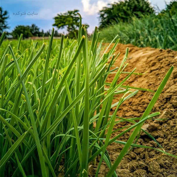 سبزی تره چه خواصی دارد