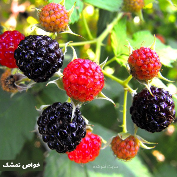 خاصیت تمشک برای زنان باردار و دیابت و لاغری با عکس