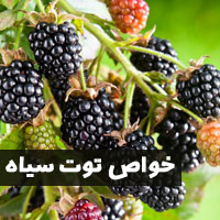 خواص توت سیاه + ۱۵ خاصیت توت سیاه برای سلامتی