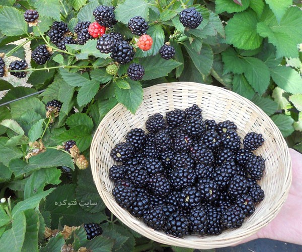 خواص توت سیاه برای کبد چرب و کلسترول و کم خونی