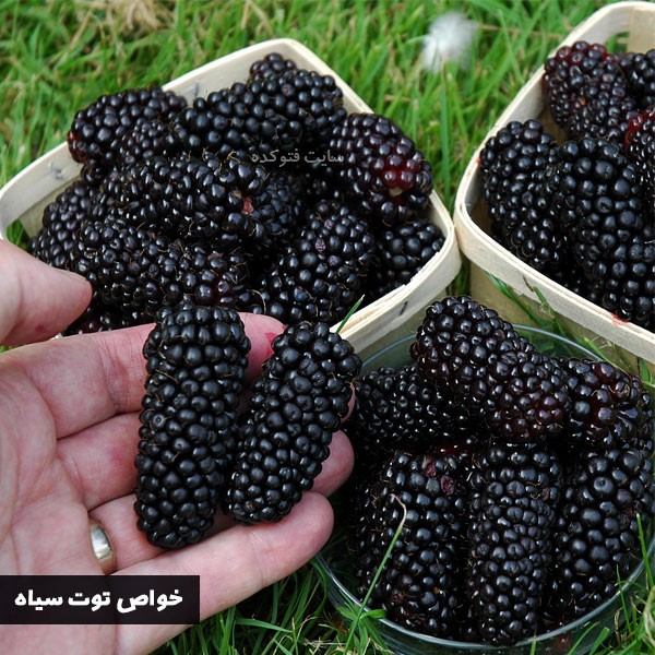 خاصیت توت سیاه در بارداری و دیابت و کلسترول