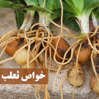 خواص ثعلب چیست + ۲۴ خاصیت و مضرات گیاه و پودر ثعلب