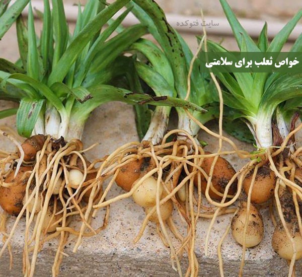 خاصیت و مضرات گیاه و پودر ثعلب