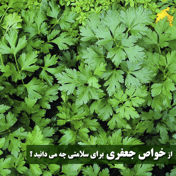خاصیت جعفری برای لاغری، کبد و پوست