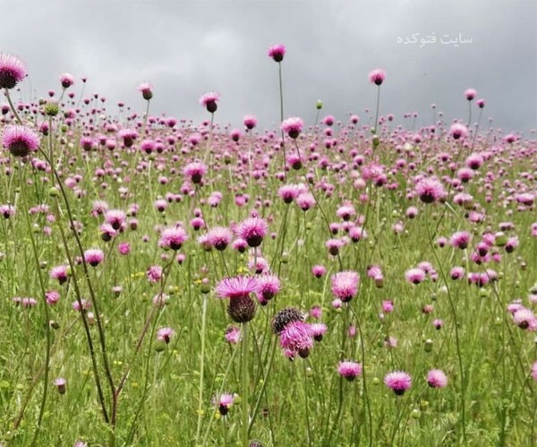 خاصیت خار مریم برای پوست و مو چیست