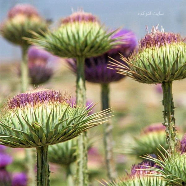 خار مریم چه خواصی دارد