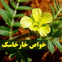 خواص خارخاسک + ۱۸ خاصیت خارخاسک برای زنان و مردان