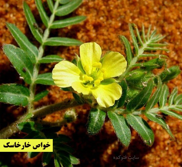 خواص خارخاسک برای زنان و مردان و اسپرم و نغوظ چیست