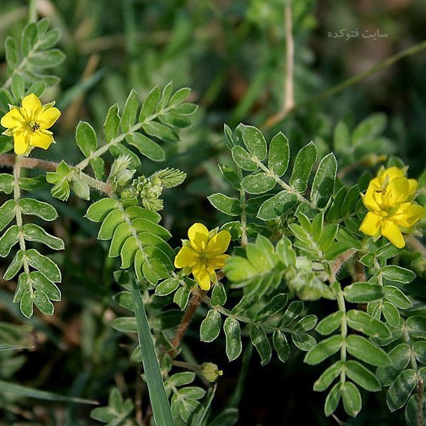 خاصیت خارخاسک در طب سنتی برای مردان و زنان