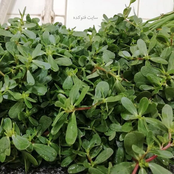 خواص خرفه برای دیابت و پوست صورت