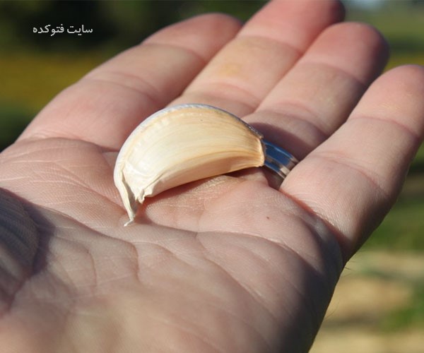 خواص خوردن سیر خام بصورت ناشتا