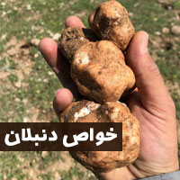 خواص دنبلان کوهی + ۱۲ خاصیت قارج دنبلان برای سلامتی