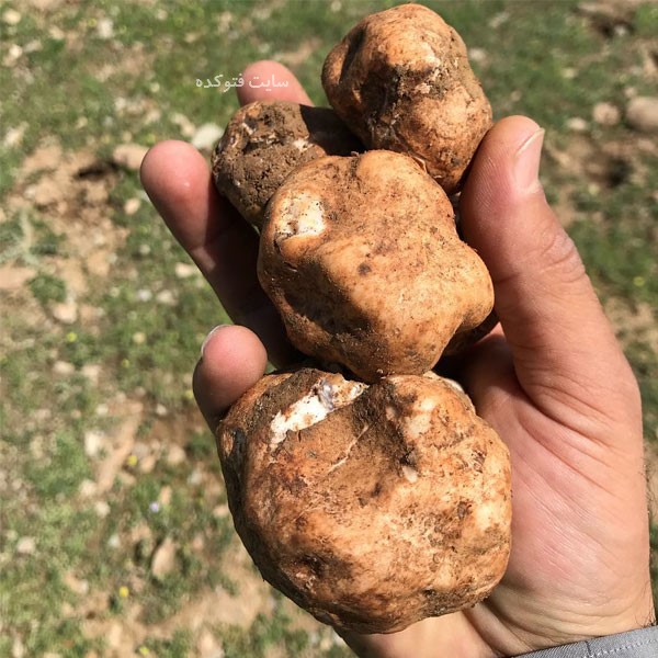 خواص دنبلان کوهی برای مردان و زنان و اسپرم