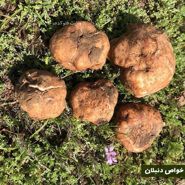 قارچ دنبلان برای مردان و زنان چه فوایدی دارد + عکس