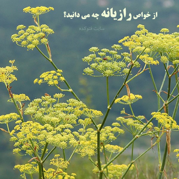 خاصیت رازیانه برای پوست، لاغری و زنان