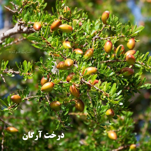 خاصت روغن آرگان برای پوست، مو