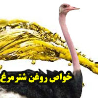خواص روغن شترمرغ + ۲۳ خاصیت دارویی روغن شترمرغ