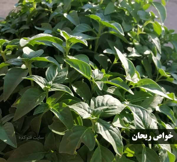 خاصیت ریحان برای معده و دیابت و پوست