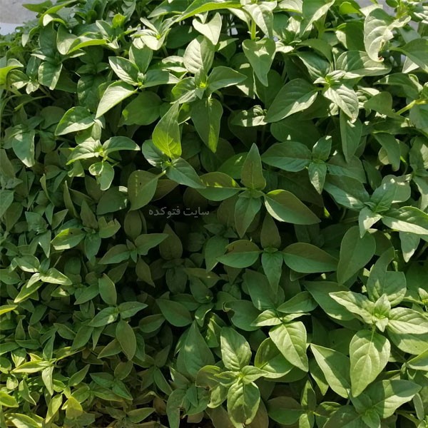 خواص سبزی ریحان در طب سنتی برای بارداری