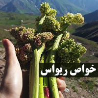 خواص ریواس + ۲۵ خاصیت ریواس (اوشقون) برای سلامتی