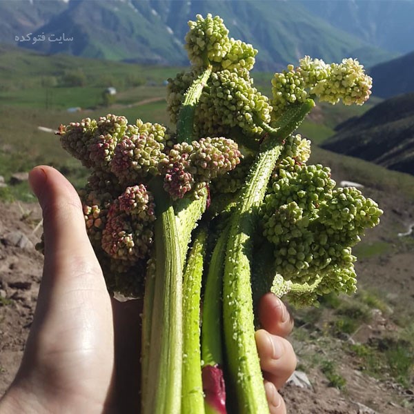 خاصیت ریواس برای پوست و مو و زنان و مردان چیست